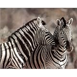 Kissing Zebras Art Print wild animal SAFARI Cute POSTER
