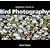 An Essential Guide to Bird Photography