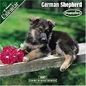 German Shepherd Puppies 2007 Wall Calendar