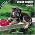 German Shepherd Puppies 2007 Wall Calendar