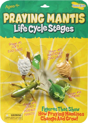 Insect Lore Ilp2510 Mantis Life Cycle Stages Insect Lore Ilp2510 Mantis Life Cycle Stages