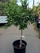 Semi Dwarf Moro Blood Orange Tree, Five Gallon Container