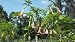 1 Gallon Angel Trumpet Brugmansia Pink Tree Bloom Live Plant
