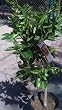 Midknight Seedless Valencia Orange Tree Five Gallon Dwarf