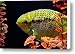 FISH Canvas Print / Canvas Art - Artist Rick Monyahan