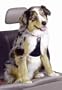Easy Rider Car Large Harness for Dogs