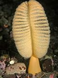 Orange Sea Pen - 24