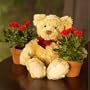 Red Roses with a Spencer Bear