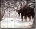 Winter Rivals by Justin Sparks - Moose Wildlife Tumbled Marble Tile Mural 16