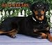 For the Love of Rottweilers 2007 Deluxe Calendar