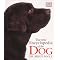 History of Cats & Dogs