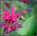 Bee Balm Perennial - 20 Seeds - Monarda