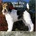Wire Fox Terriers 2006 Calendar