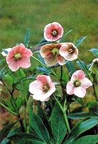 Helleborus Pink Lady 4 Seeds
