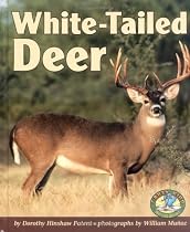 White-Tailed Deer
