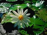 Detail of Water Lily, Indonesia Photographic Poster Print