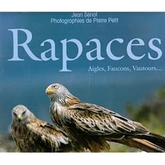 Rapaces : Aigles, faucons, busards...
