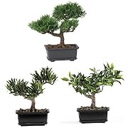 Floral 8 1/2" Bonsai Silk Plant Collection - (Set of 3)