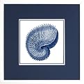 Shells on White A Wall Art - 18x18"