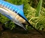 Taxidermy Quality 22" Fiberglass Blue Marlin Wall Mount