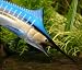 Taxidermy Quality 22" Fiberglass Blue Marlin Wall Mount
