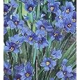 Blue Eyed Iris Grass Plant Seeds