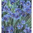 Blue-Eyed Iris Grass Plant - 50 Seeds