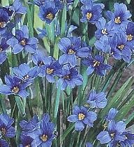 Blue-Eyed Iris Grass Plant - 50 Seeds