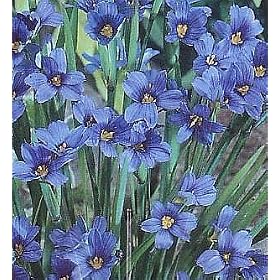 Blue-Eyed Iris Grass Plant - 50 Seeds