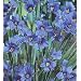 Blue-Eyed Iris Grass Plant - 50 Seeds