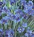 Blue-Eyed Iris Grass Plant 50 Seeds