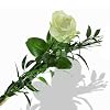 Einzelne wei�e Edelrose