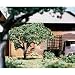 Ornamental Tree Kit, 2.5
