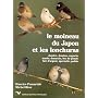 Le moineau du Japon et les lonchuras