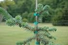 Picea Omorika Blue Sky - Serbian Spruce Tree - Pot Size #1 Gal.