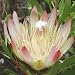 PROTEA REPENS sugarbush 5 seeds