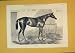 1874 Antique Print Horse Stable Ladylove Animal Straw