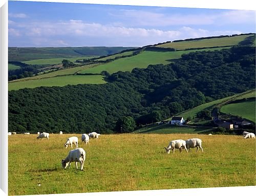 Canvas Prints of Countryside from Country Life 