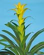 Guzmania Hilda