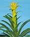 Guzmania Hilda