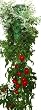 Felknor Ventures TT021112 Topsy Turvy Tomato & Herb Planter
