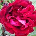 ROSE ISABELLA-Superb Christmas,Birthday,Christening Gifts,Girls,New Baby,Girls,Children,New Born Baby Girl'