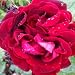 ROSE ISABELLA-Ideal Mothers Day,Birthday,Plant & F