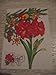 Image: Sweden 1998 maximum card stamp flowers christmas julpost amaryllis