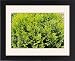 Framed Prints of Hinoki false cypress Nana Aurea from Science Photo Library