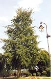 Ginkgo (Maidenhair) Tree - 10 Seeds