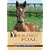 Your First Foal: Horse Breeding for Beginners