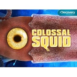 Colossal Squid: Collection 1