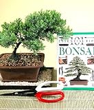 juniper bonsai