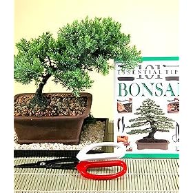 Juniper Bonsai Plant Kit by 